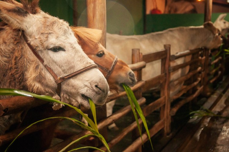 1_ano_davi_04-6-2016_blog015